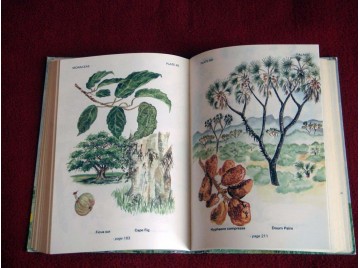 Trees of Kenya  -  Birnie, Ann and Noad, Tim - Éditions Kenway Publications - 2011 - Langue Anglaise.
