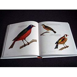 Oiseaux : Gravures d'exception (1DVD) -  Buffon -  Georges-Louis Leclerc & Congedo, Fiorella - Éditions Cyel - 2011